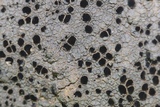 Lecidea tessellata image