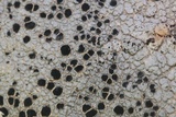 Lecidea tessellata image