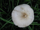 Pluteus petasatus image