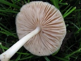 Pluteus petasatus image