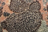 Acarospora rosulata image