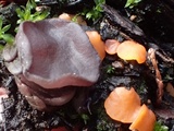 Peziza violacea image