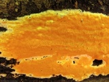Ceriporia spissa image