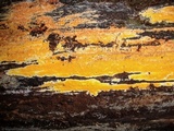 Ceriporia spissa image