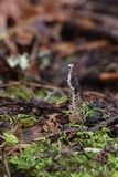 Dendrocollybia racemosa image