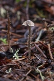 Dendrocollybia racemosa image
