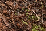 Dendrocollybia racemosa image