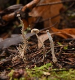 Dendrocollybia racemosa image