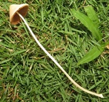 Conocybe apala image