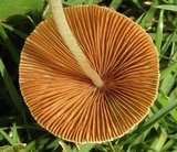 Conocybe apala image