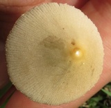 Conocybe apala image