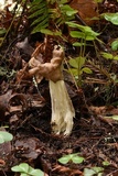 Helvella maculata image