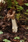Helvella maculata image