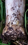 Agaricus californicus image