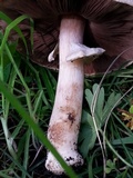 Agaricus californicus image