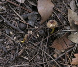 Pluteus romellii image
