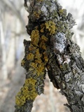 Oxneria fallax image
