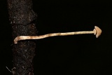 Conocybe rugosa image