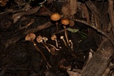 Conocybe rugosa image