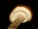 Conocybe rugosa image