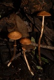 Conocybe rugosa image