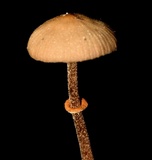Conocybe rugosa image