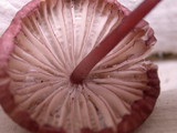 Mycena purpureofusca image