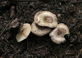 Clitopaxillus alexandri image
