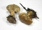 Clitopaxillus alexandri image