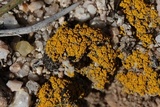 Image of Candelariella aggregata