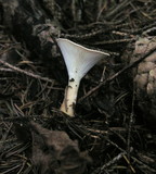 Clitocybe gibba image