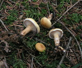 Clitocybe costata image