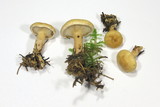 Clitocybe costata image