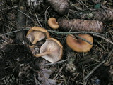 Lepista flaccida image