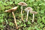 Agrocybe dura image