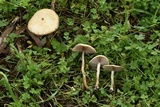 Agrocybe dura image