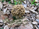 Morchella americana image