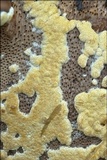 Protocrea farinosa image