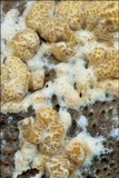 Protocrea farinosa image