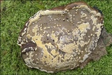 Protocrea farinosa image