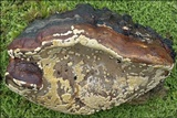 Protocrea farinosa image