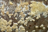Protocrea farinosa image
