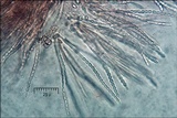 Protocrea farinosa image