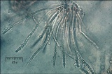 Protocrea farinosa image