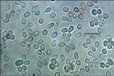 Protocrea farinosa image