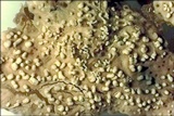 Protocrea farinosa image