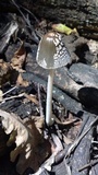 Coprinopsis picacea image