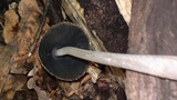Coprinopsis picacea image