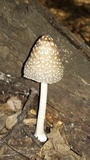 Coprinopsis picacea image