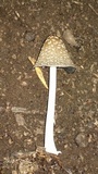 Coprinopsis picacea image
